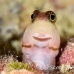 blenny_lubbocks_pb_phi_h_0082_tha0490.jpg
